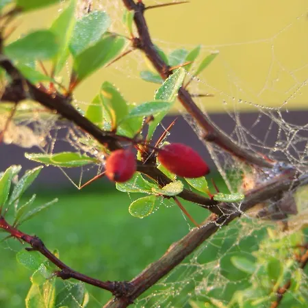 招待所 & Fewo's Talblick 3*