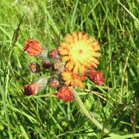 & Fewo's Talblick 招待所 3*