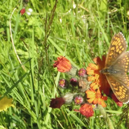 & Fewo's Talblick Weitersglashütte